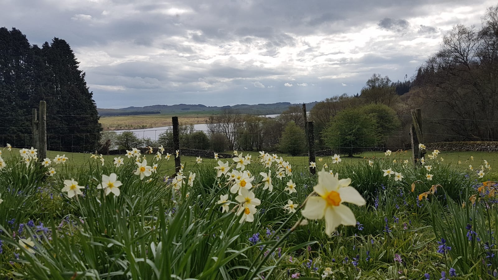 Daffodils and daisies... Drumwhill